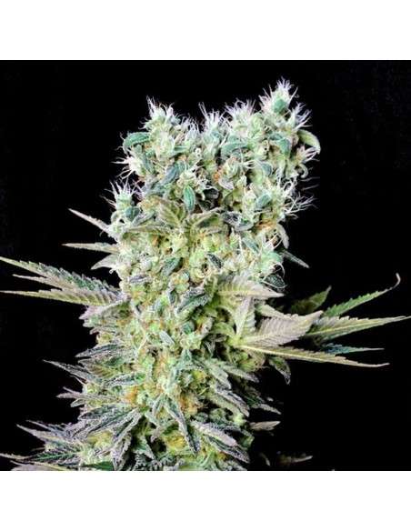GENEHTIK - Northern Lights X - 1