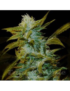 GENEHTIK - Super Silver Bilbo - 1