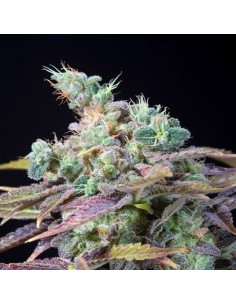 GENEHTIK - Txomango - 1