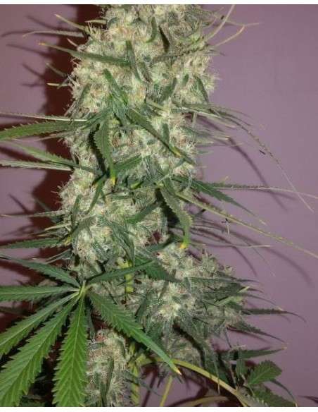 FEMALE SEEDS - C'99 (Medyczna) - 2