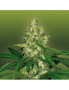 ROYAL DUTCH GENETICS - Amnesia - 1