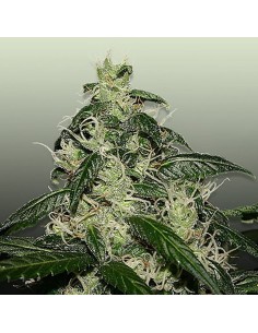 ROYAL DUTCH GENETICS - L.A. Cheese - 1