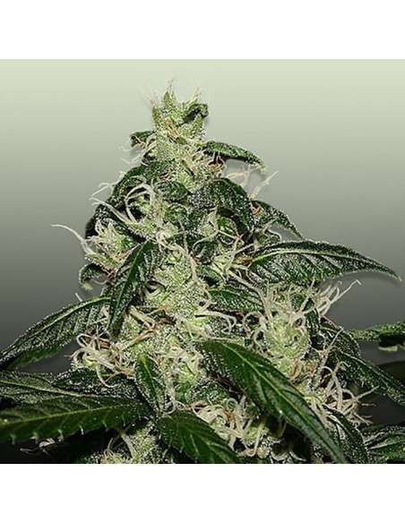 ROYAL DUTCH GENETICS - L.A. Cheese - 1