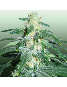 ROYAL DUTCH GENETICS - Love Cheese - 1
