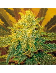 ROYAL DUTCH GENETICS - RD Cheese - 1