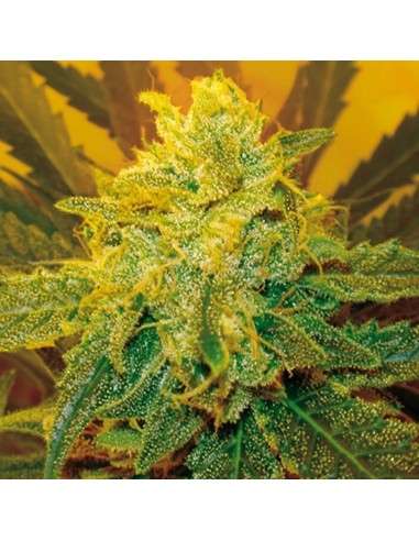 ROYAL DUTCH GENETICS - RD Cheese - 1