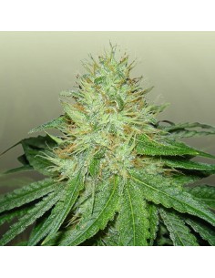 ROYAL DUTCH GENETICS - 6 Shooter - 1