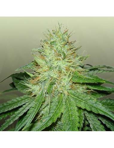 ROYAL DUTCH GENETICS - 6 Shooter - 1
