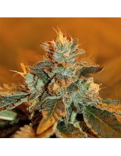 ROYAL DUTCH GENETICS - Special K - 1