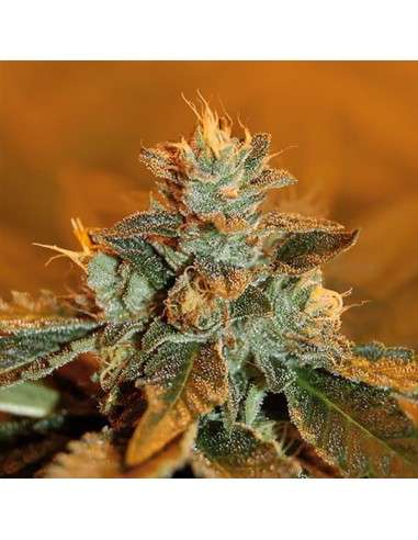 ROYAL DUTCH GENETICS - Special K - 1