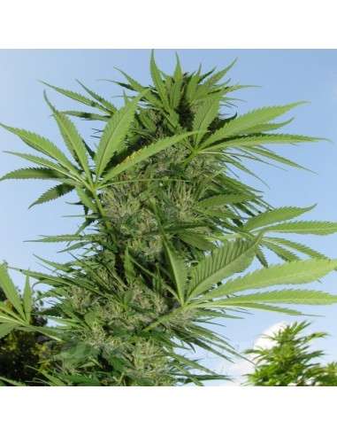 FEMALE SEEDS - Easy Sativa - 2