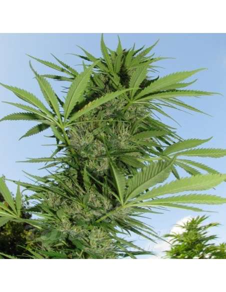 FEMALE SEEDS - Easy Sativa - 2
