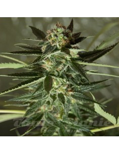 ROYAL DUTCH GENETICS - Strawberry Kush - 1