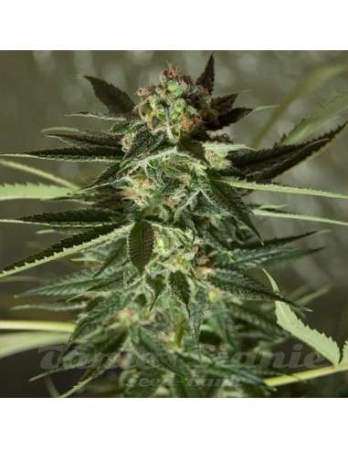 ROYAL DUTCH GENETICS - Strawberry Kush - 1