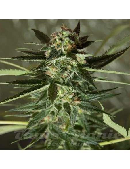 ROYAL DUTCH GENETICS - Strawberry Kush - 1