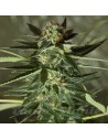 ROYAL DUTCH GENETICS - Strawberry Kush - 1
