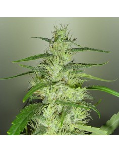 ROYAL DUTCH GENETICS - Super Silver Cheese - 1