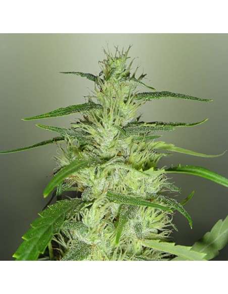 ROYAL DUTCH GENETICS - Super Silver Cheese - 1