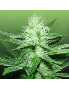 ROYAL DUTCH GENETICS - Train Wreck - 1
