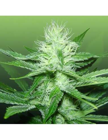ROYAL DUTCH GENETICS - Train Wreck - 1