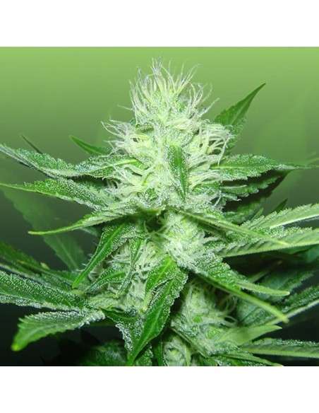 ROYAL DUTCH GENETICS - Train Wreck - 1