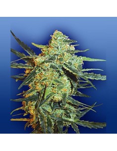 FLYING DUTCHMEN - Blueberry Skunk - 1