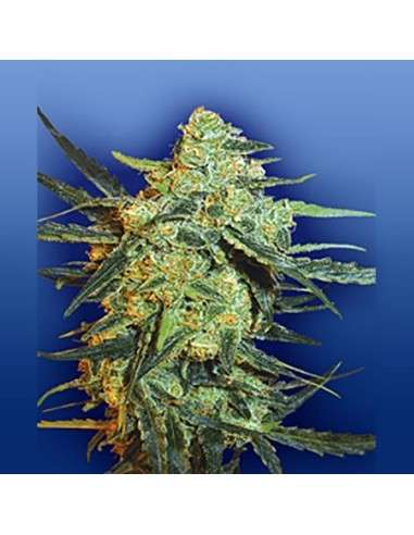 FLYING DUTCHMEN - Blueberry Skunk - 1