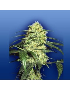 FLYING DUTCHMEN - Dutch Delight - 1
