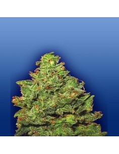 FLYING DUTCHMEN - Edelweiss - 1