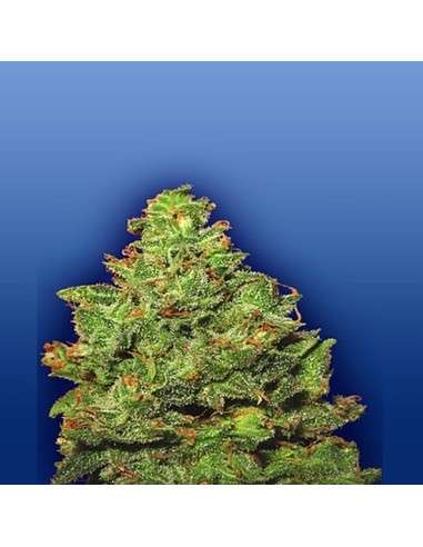 FLYING DUTCHMEN - Edelweiss - 1