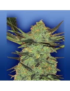 FLYING DUTCHMEN - G-Force - 1