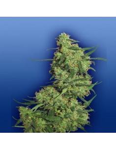 FLYING DUTCHMEN - Nepal Kush - 1
