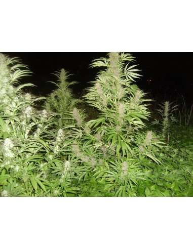 FEMALE SEEDS - Easy Sativa - 3
