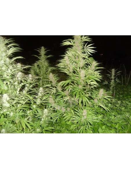 FEMALE SEEDS - Easy Sativa - 3
