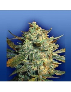 FLYING DUTCHMEN - Power Skunk - 1