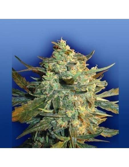 FLYING DUTCHMEN - Power Skunk - 1