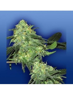 FLYING DUTCHMEN - Skunk Classic - 1