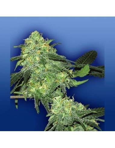 FLYING DUTCHMEN - Skunk Classic - 1