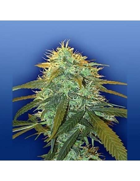 FLYING DUTCHMEN - Skunk 1 - 1