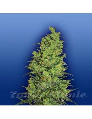 FLYING DUTCHMEN - Templae Haze - 1