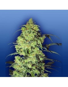 FLYING DUTCHMEN - White Widow - 1