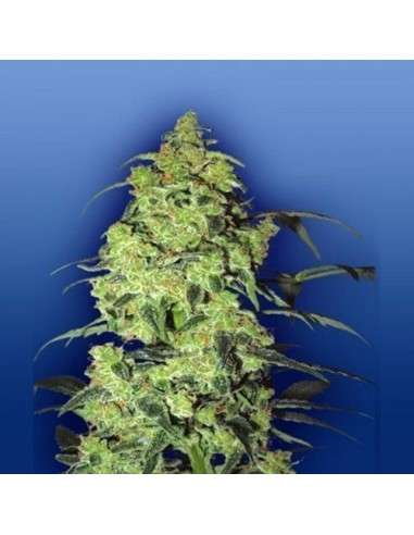 FLYING DUTCHMEN - White Widow - 1