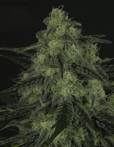 RIPPER SEEDS - Black Valley - 1 2