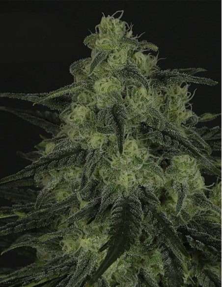 RIPPER SEEDS - Black Valley - 2