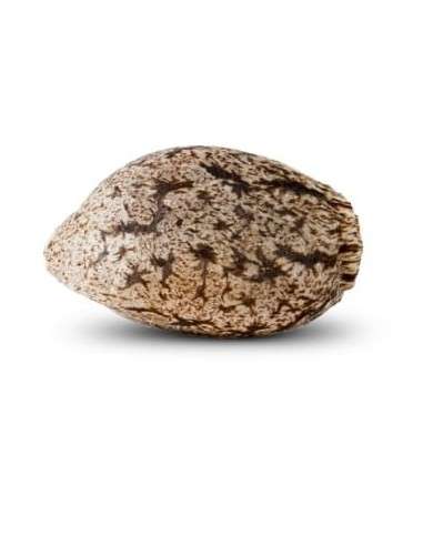 RIPPER SEEDS - Black Valley - 3