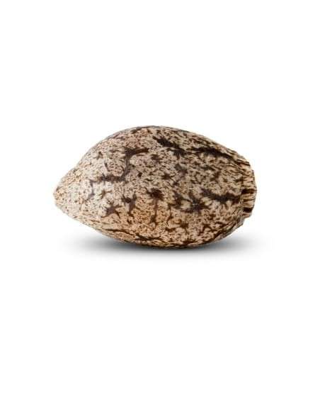 RIPPER SEEDS - Black Valley - 3