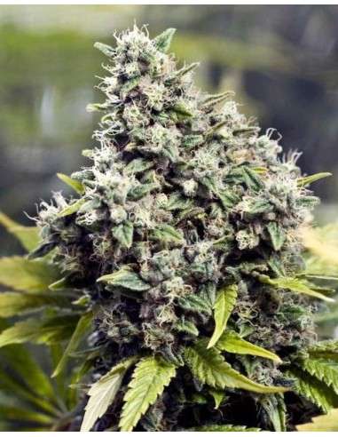 FEMALESEEDS - Grapefruit - 1