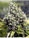 FEMALESEEDS - Grapefruit - 1