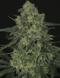 RIPPER SEEDS - Criminal + - 1 2