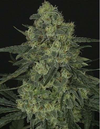 RIPPER SEEDS - Criminal + - 2